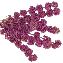 Callicarpa lila Giraldi 60cm