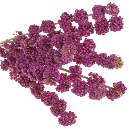 Callicarpa lila Giraldi 60cm