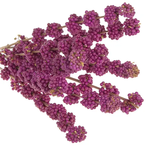 Callicarpa lila Giraldi 60cm