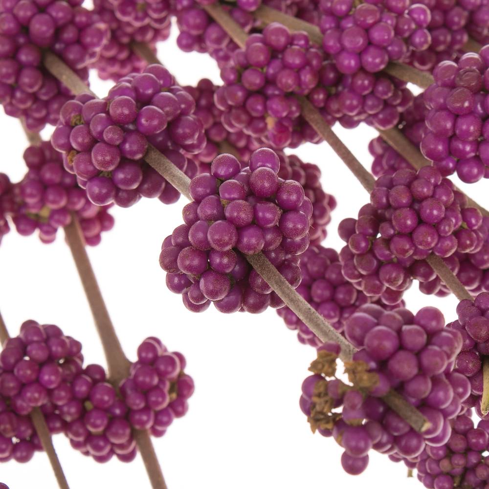 Callicarpa lila Giraldi 60cm