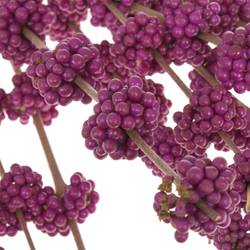 Callicarpa lila Giraldi 60cm