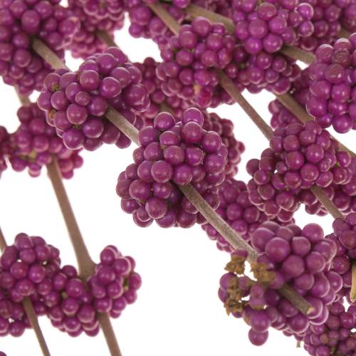 Callicarpa lila Giraldi 60cm