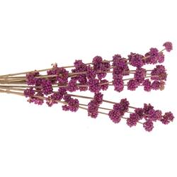 Callicarpa lila Giraldi 60cm