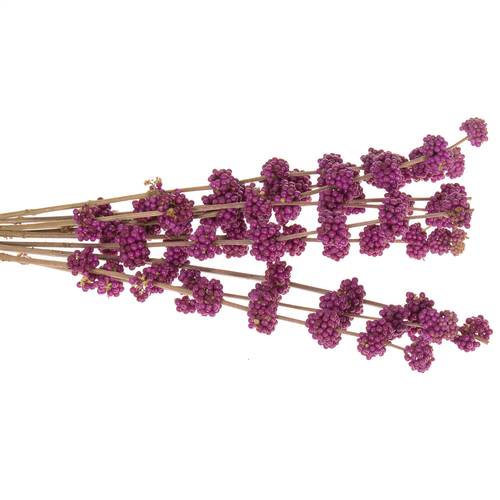 Callicarpa lila Giraldi 60cm