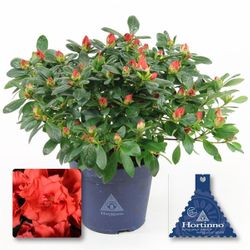 Azalea rot Siena Or T13 H025