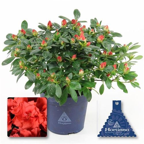 Azalea rot Siena Or T13 H025