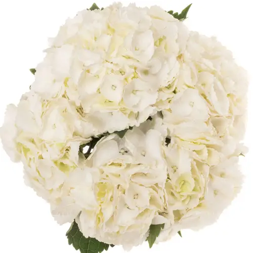 Hortensie weiss Royal Princess Bol 16cm 60cm