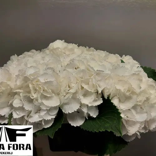 Hortensie weiss Royal Princess Bol 20-22cm 60cm