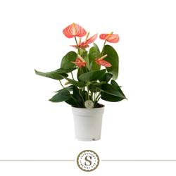 Anthurium orange Livium T09 H030