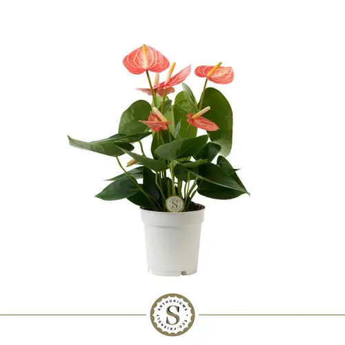 Anthurium orange Livium T09 H030