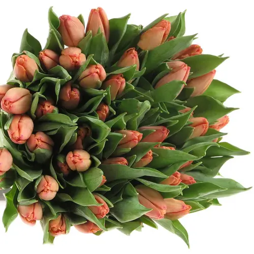 Tulpe Lachs Salmon prince 26 Gramm