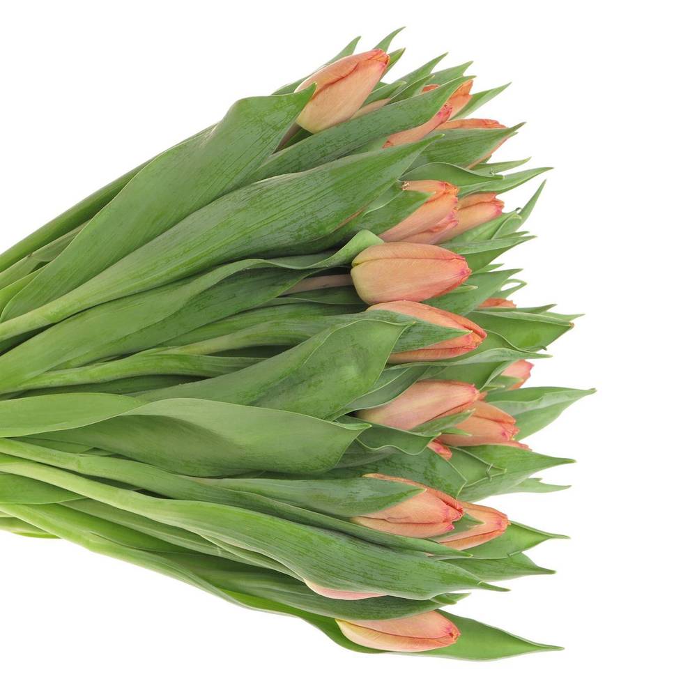 Tulpe Lachs Salmon prince 26 Gramm