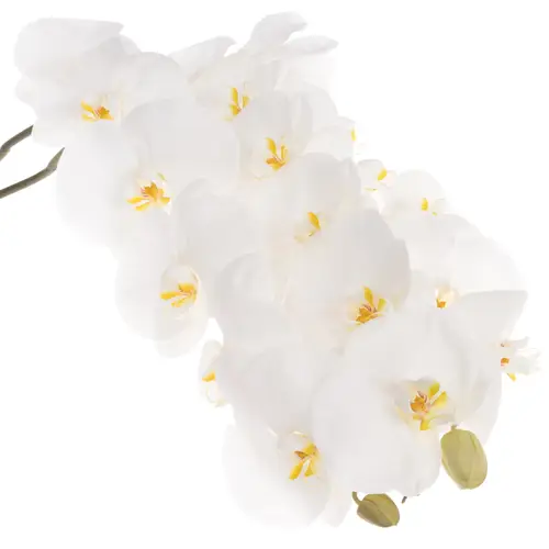 Phalaenopsis weiss Sensation 25 Blüte 3 Stiele