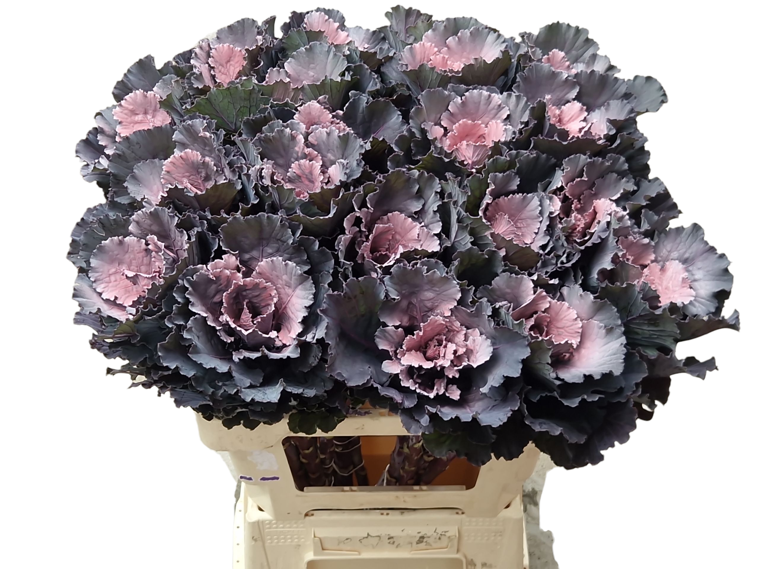 Zierkohl Blackleaf rosa gefärbt 55cm