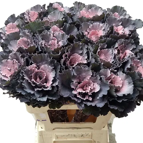 Zierkohl Blackleaf rosa gefärbt 55cm