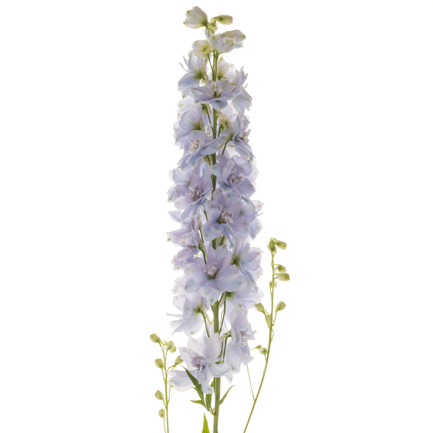 Delphinium milka dewi zofia 90cm