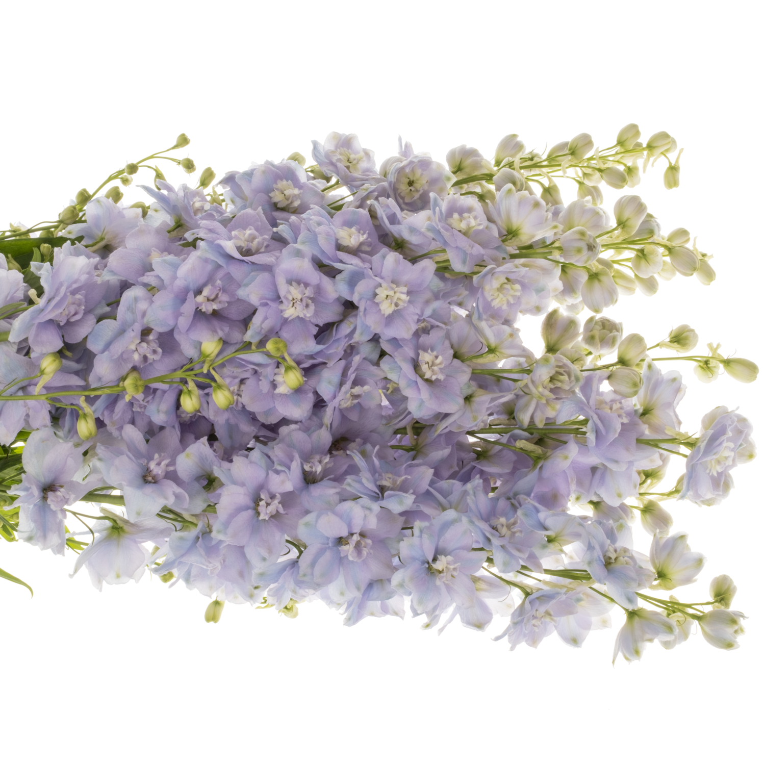 Delphinium milka dewi zofia 90cm