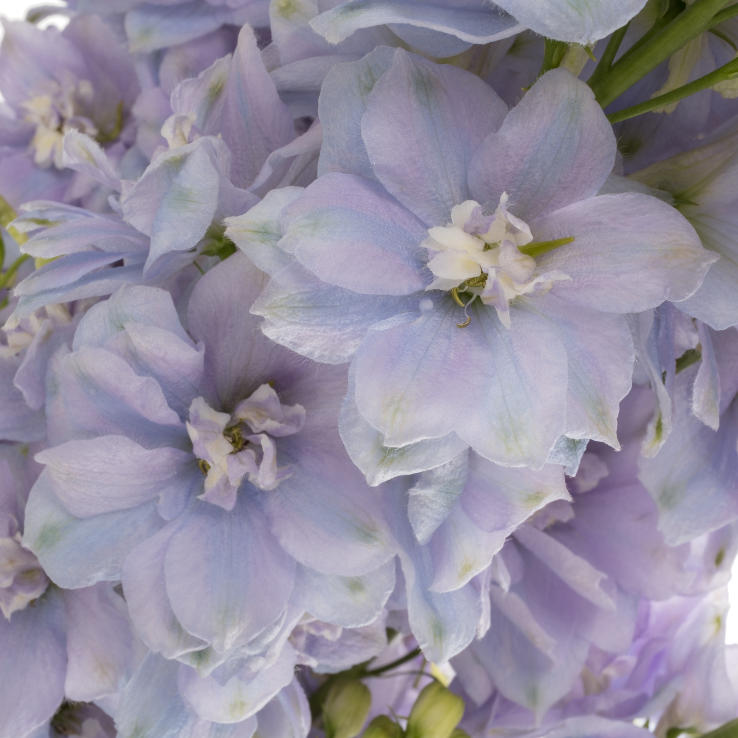 Delphinium milka dewi zofia 90cm