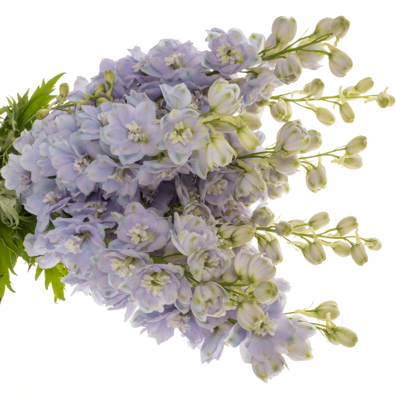 Delphinium milka dewi zofia 90cm
