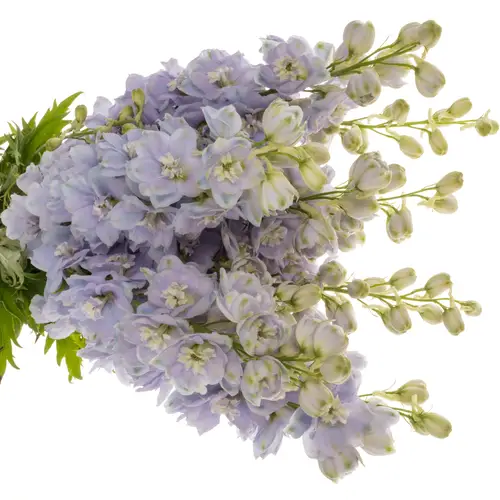 Delphinium milka dewi zofia 90cm