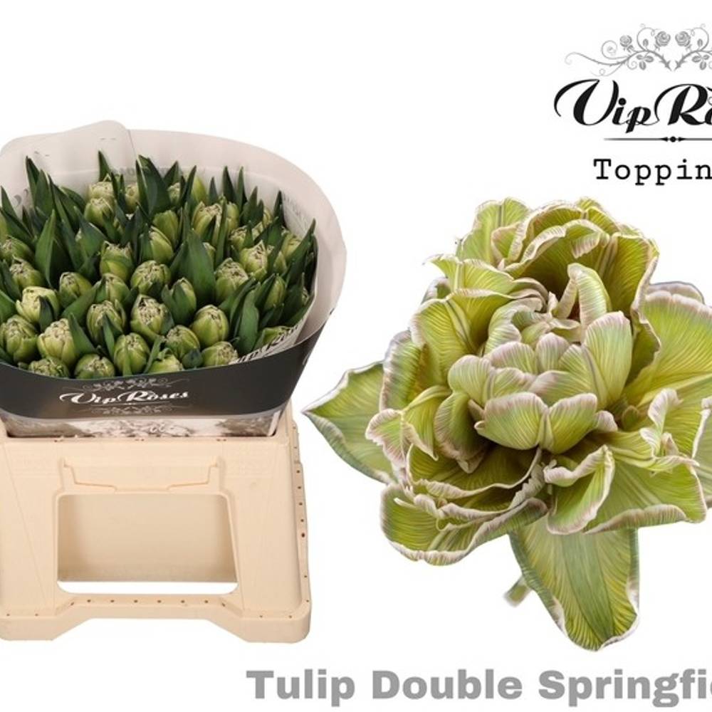Tulpe grün gefärbt springfield 32 Gramm