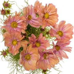 Cosmos lachs 65cm