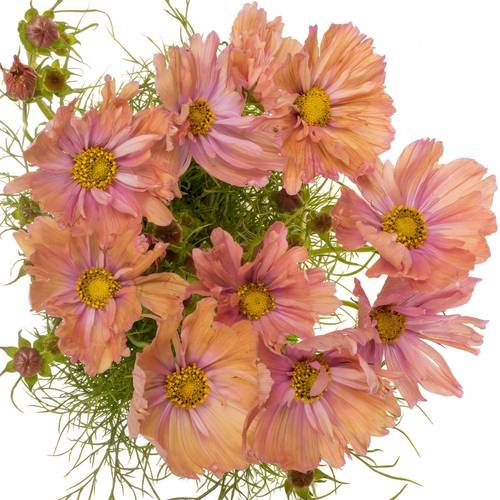 Cosmos lachs 65cm