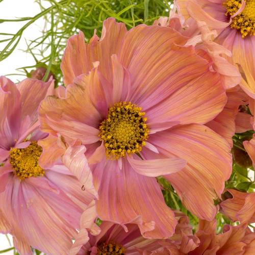 Cosmos lachs 65cm