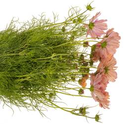 Cosmos lachs 65cm