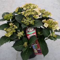 Hortensie Love You Kiss T19 H045