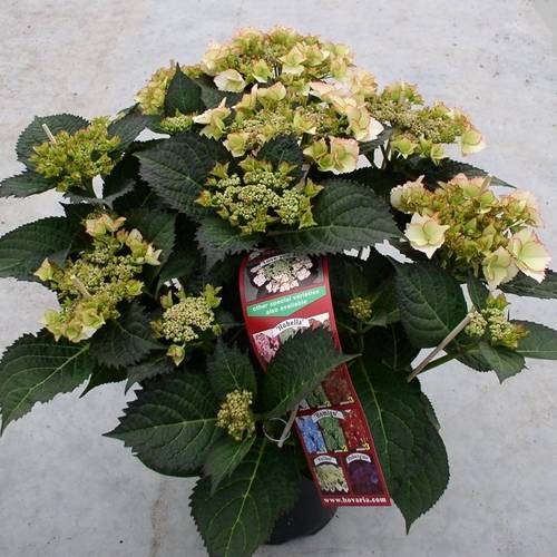 Hortensie Love You Kiss T19 H045
