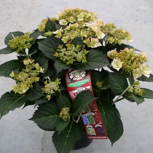 Hortensie Love You Kiss T19 H045