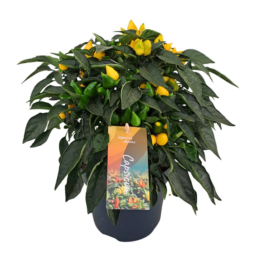 Capsicum gelb Annuum Mambo T17 H040