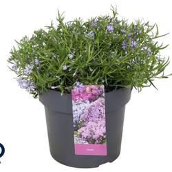 Phlox Subulata milka Fabulous Blue T17 H025