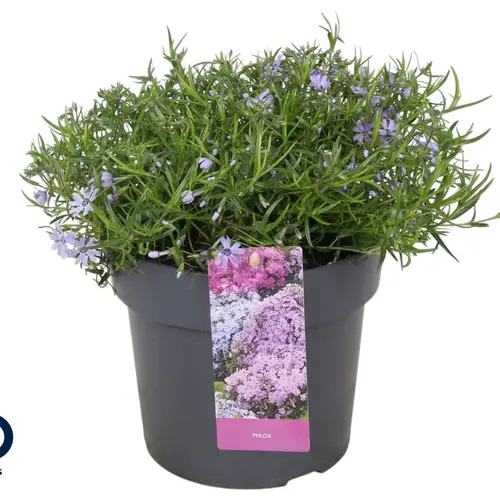 Phlox Subulata milka Fabulous Blue T17 H025