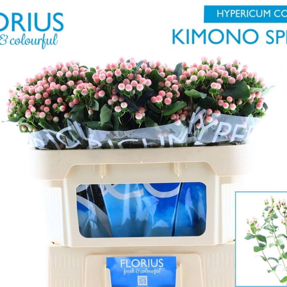 Hypericum rosa verzweigt Coco Kimono 70cm