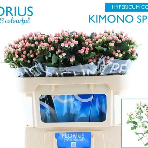 Hypericum rosa verzweigt Coco Kimono 70cm