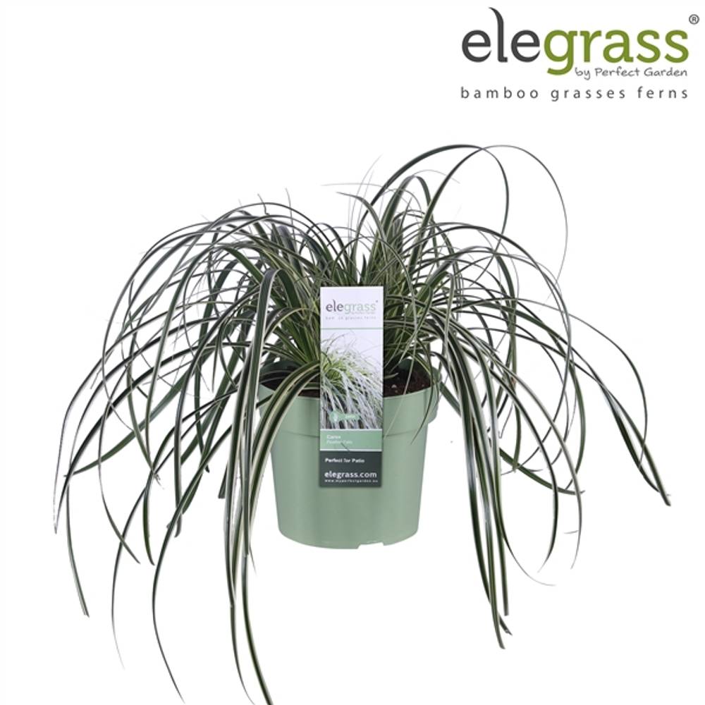 Carex Feather T14 H30
