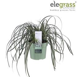Carex Feather T14 H30