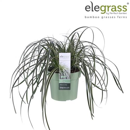 Carex Feather T14 H30
