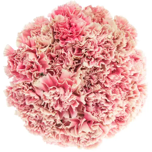 Nelke rosa/creme Merlet Cherry 70cm