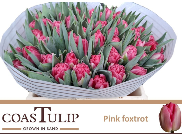 Tulpe rosa doppel Pink fox Coas Tulip 36 Gramm