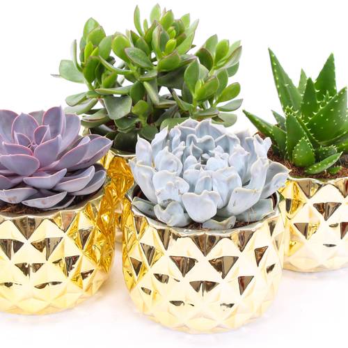 Sukkulenten mix im Keramik gold T14 H014