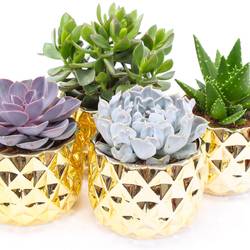 Succ.mix im Keramik gold T14 H014