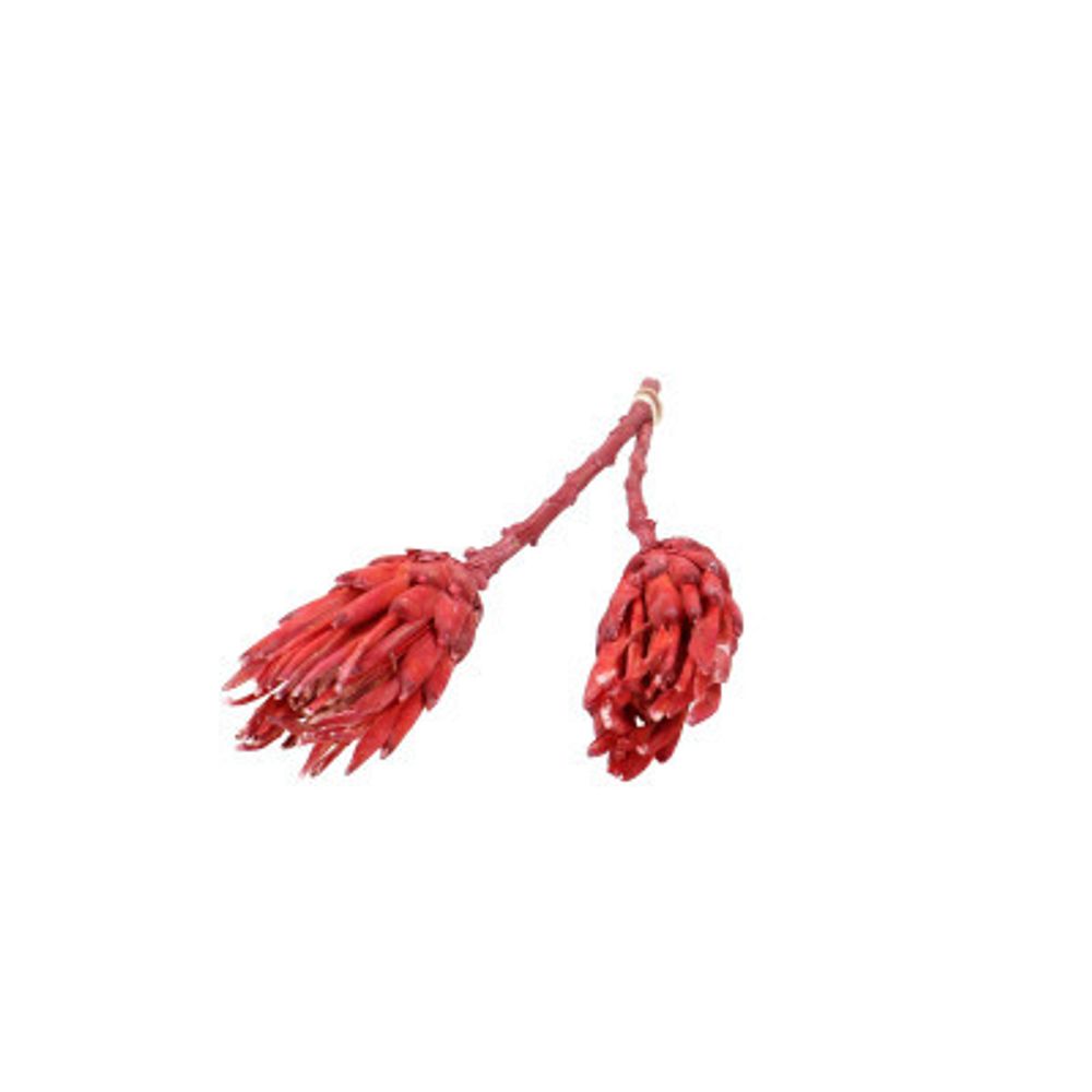 Trocken Protea Compacta rot L20-25cm x2