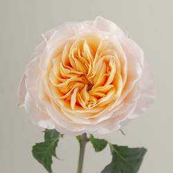 Rose apricot/creme King Cross (Ec) 40cm X10