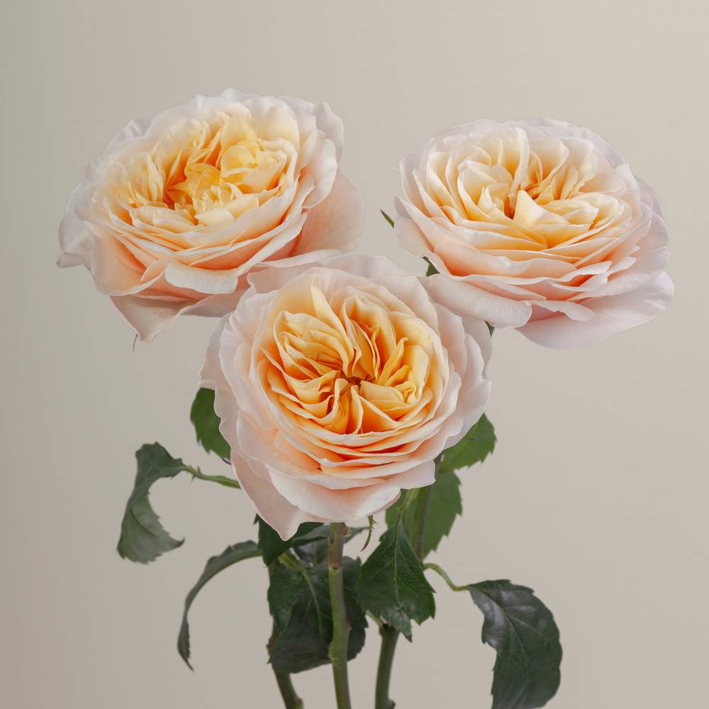 Rose apricot/creme King Cross (Ec) 40cm X10