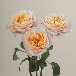 Rose apricot/creme King Cross (Ec) 40cm X10