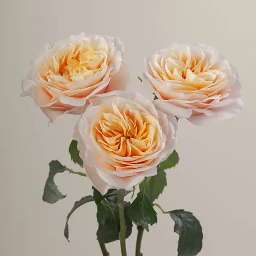 Rose apricot/creme King Cross (Ec) 40cm X10