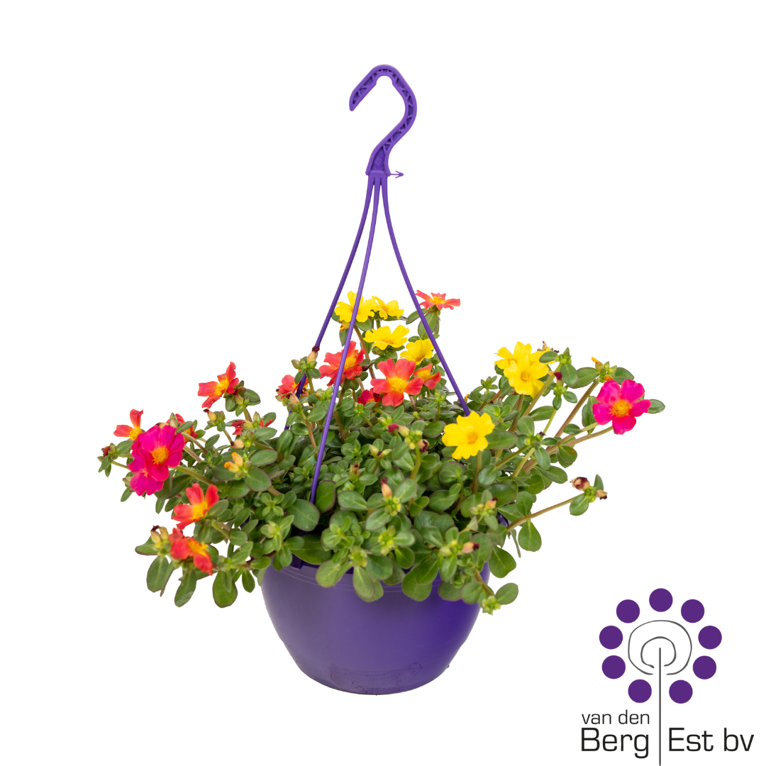 Portulaca mix Trixi Ampel T23 H020
